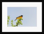 Baltimore Oriole by Anonymous