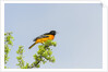 Baltimore Oriole by Anonymous