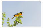 Baltimore Oriole by Anonymous
