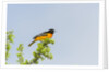 Baltimore Oriole by Anonymous