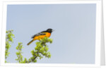 Baltimore Oriole by Anonymous