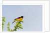 Baltimore Oriole by Anonymous