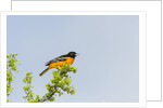 Baltimore Oriole by Anonymous