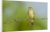 Olive Sparrow by Anonymous