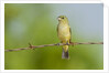 Olive Sparrow by Anonymous