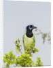 Green Jay by Anonymous