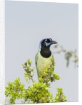 Green Jay by Anonymous