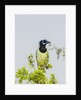 Green Jay by Anonymous