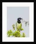 Green Jay by Anonymous