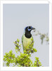 Green Jay by Anonymous