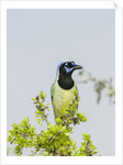 Green Jay by Anonymous