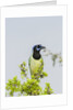 Green Jay by Anonymous
