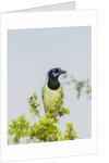 Green Jay by Anonymous