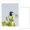 Green Jay by Anonymous