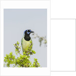 Green Jay by Anonymous