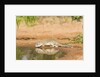 Mexican Ground Squirrel by Anonymous