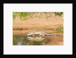 Mexican Ground Squirrel by Anonymous