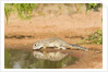 Mexican Ground Squirrel by Anonymous