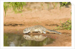 Mexican Ground Squirrel by Anonymous