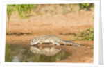 Mexican Ground Squirrel by Anonymous