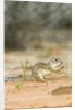 Mexican Ground Squirrel by Anonymous