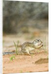 Mexican Ground Squirrel by Anonymous
