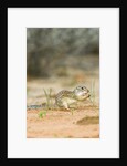 Mexican Ground Squirrel by Anonymous