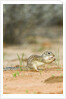 Mexican Ground Squirrel by Anonymous