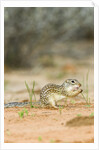 Mexican Ground Squirrel by Anonymous