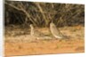 Mourning Dove by Anonymous