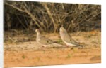 Mourning Dove by Anonymous