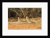 Mourning Dove by Anonymous