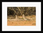 Mourning Dove by Anonymous