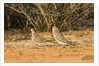 Mourning Dove by Anonymous