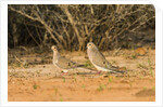 Mourning Dove by Anonymous