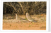 Mourning Dove by Anonymous