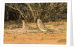Mourning Dove by Anonymous