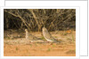 Mourning Dove by Anonymous