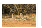 Mourning Dove by Anonymous