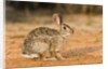 Eastern Cottontail Rabbit by Anonymous