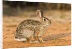 Eastern Cottontail Rabbit by Anonymous