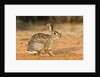 Eastern Cottontail Rabbit by Anonymous