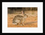 Eastern Cottontail Rabbit by Anonymous