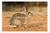 Eastern Cottontail Rabbit by Anonymous