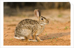 Eastern Cottontail Rabbit by Anonymous