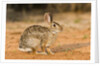 Eastern Cottontail Rabbit by Anonymous