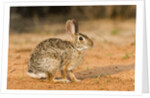 Eastern Cottontail Rabbit by Anonymous