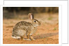 Eastern Cottontail Rabbit by Anonymous