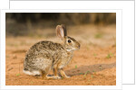 Eastern Cottontail Rabbit by Anonymous