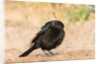 Bronzed Cowbird by Anonymous